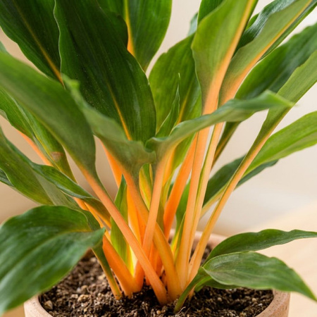 Zielistka M (Chlorophytum orchidastrum 'Green Orange')