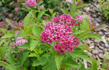 Tawuła Japońska Crispa (Spiraea Japonica Crispa)