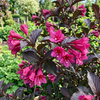 Krzewuszka Alexandra (Weigela florida Alexandra)