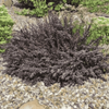 Berberys Thunberga 'Atropurpurea Nana' – Sadzonka 20-30 cm