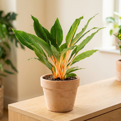 Zielistka M (Chlorophytum orchidastrum 'Green Orange')