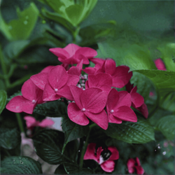 Hortensja bukietowa 'Wim's Red' - Sadzonka 30-40 cm