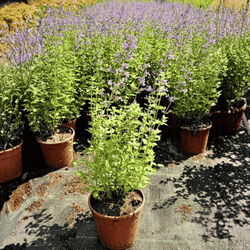 Kocimiętka Fasena Walkers Low