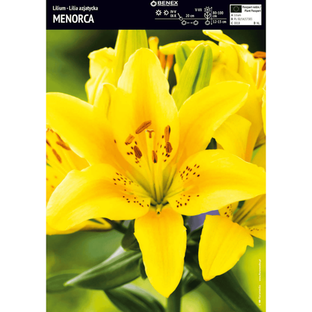 Lilia azjatycka Menorca 1 szt.