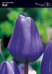 Tulipan ‘Triumph Blue’ - 15 szt.