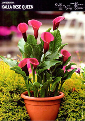 Zantedeschia- Kalla Rose Queen- 1 szt