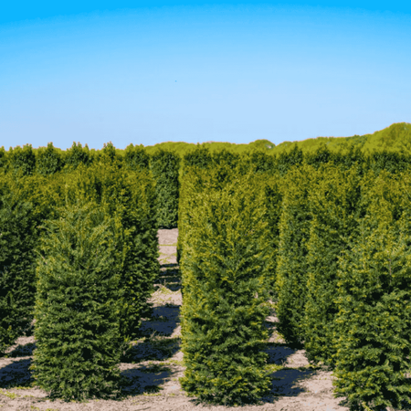 Cis Pośredni Farmen