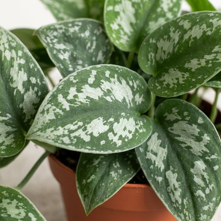 Scindapsus pstry M (Scindapsus pictus 'Trebie')