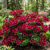 Azalia Japońska Maruschka (Azalea Japonica Maruschka)