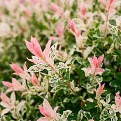 Wierzba Całolistna Hakuro-nishiki (Salix Integra Hakuro-nishiki)