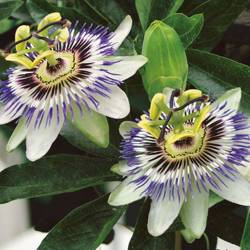 Passiflora / Męczennica - Kiepenkerl