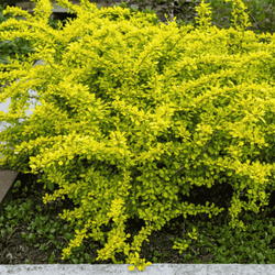 Berberys Thumberga Tiny Gold – Botana