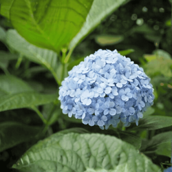 Hortensja Ogrodowa 'Nikko Blue' – Sadzonka 45-60 cm