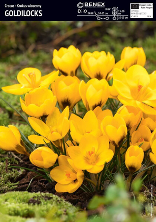 Krokus Goldilocks 10 szt.