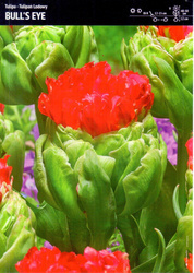 Tulipan 'Bull's Eye' – 10 szt.