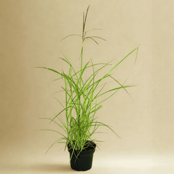 Miskant Chiński Purpurescens