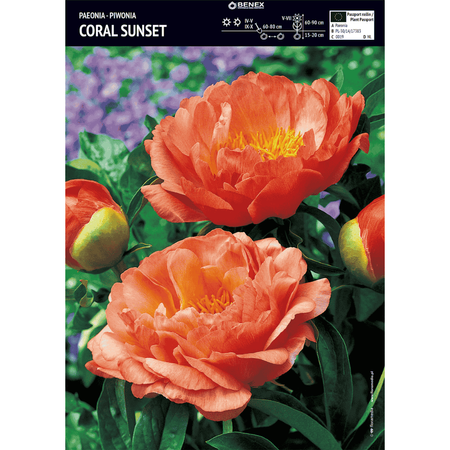 Piwonia Coral Sunset 1 szt. 