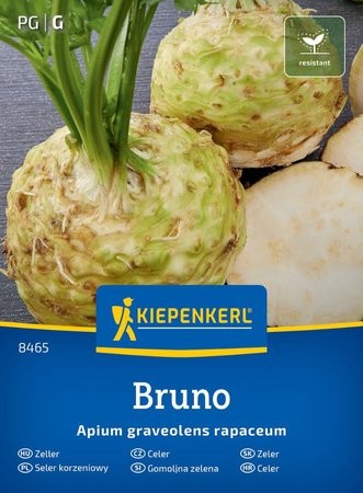 Seler korzeniowy Bruno Kiepenkerl