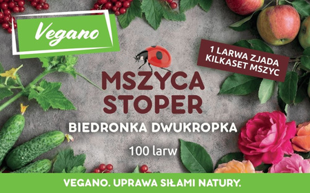 Mszyca Stoper - 100 larw biedronki