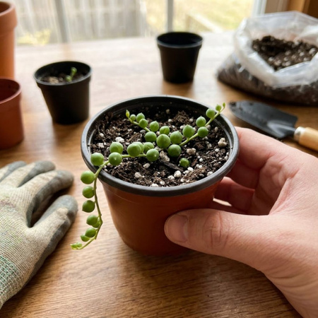 Starzec zwisający M (Senecio rowleyanus)
