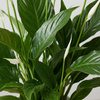 Skrzydłokwiat Pearl Cupido M (Spathiphyllum 'Pearl Cupido')