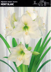 Hippeastrum- Amerylis Mount Blanc - 1 szt