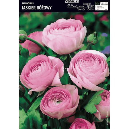 Jaskier różowy 5 szt.