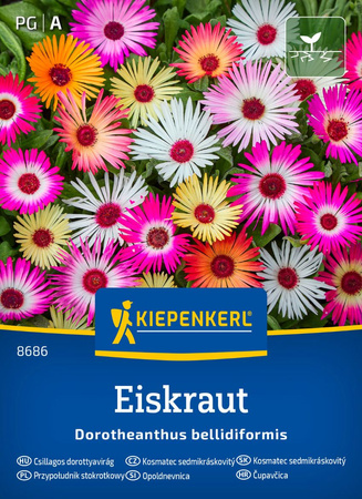 Przypołudnik stokrotkowy Eiskraut Kiepenkerl