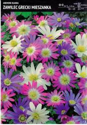 Zawilec grecki Mix 30 sztuk