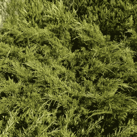 Cyprysik Groszkowy 'Sungold' – Sadzonka 25 -30 cm