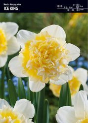 Narcyz ‘Ice King’ - 7 szt.