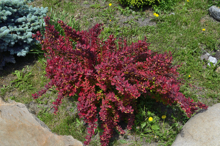 Berberys Thunberga 'Red Dream' - Sadzonka 15-25 cm