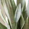 Sansewieria Moonshine S (Sansevieria trifasciata)