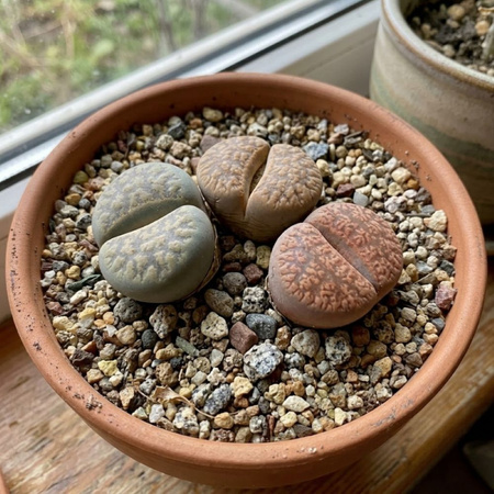 Żywe kamienie szczęścia M (Lithops)