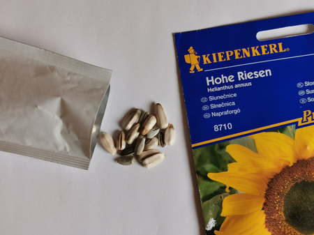 Słonecznik zwyczajny 'Hohe Riesen' - Nasiona - Kiepenkerl