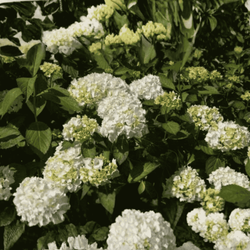 Hortensja Ogrodowa 'Madame Emile Mouillere' – Sadzonka 20-30 cm