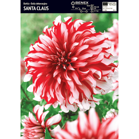 Dalia Santa Claus 1 szt.