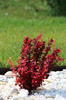 Berberys Thunberga 'Orange Rocket' PBR – Sadzonka 40 cm