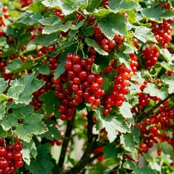 Porzeczka Czerwona Jonkheer van Tets (Ribes Rubrum Jonkheer van Tets)