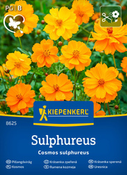 Kosmos Sulphureus Kiepenkerl