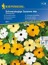 Tunbergia oskrzydlona Mix Thunbergia alata