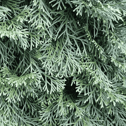 Jałowiec Pfitzera 'Pfitzeriana' - Sadzonka 60-80cm