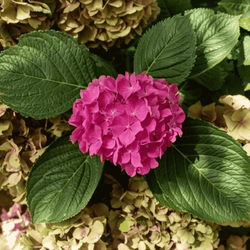 Hortensja Ogrodowa 'Alpengluhen' – Sadzonka 20-30 cm