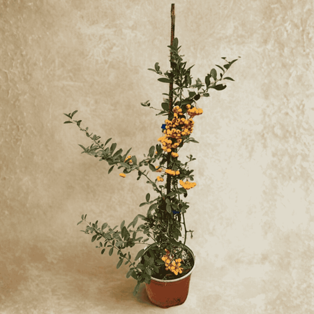 Ognik Szkarłatny Orange Charmer 