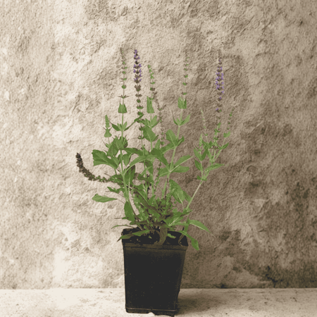 Szałwia Omszona Caradonna