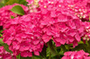 Hortensja Ogrodowa 'Leuchtfeuer' – Sadzonka 20-30 cm