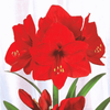 Amarylis Red Lion 1 szt.