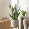 Sansewieria Moonshine S (Sansevieria trifasciata)
