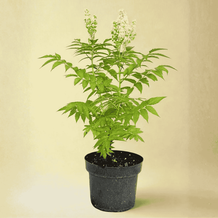 Tablina Jarzębolistna Sem