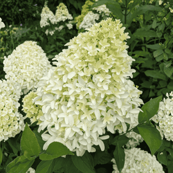 Hortensja Bukietowa 'Bobo' – Sadzonka 30-40 cm